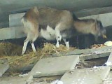 Pod mostem na S3 koczują... kozy