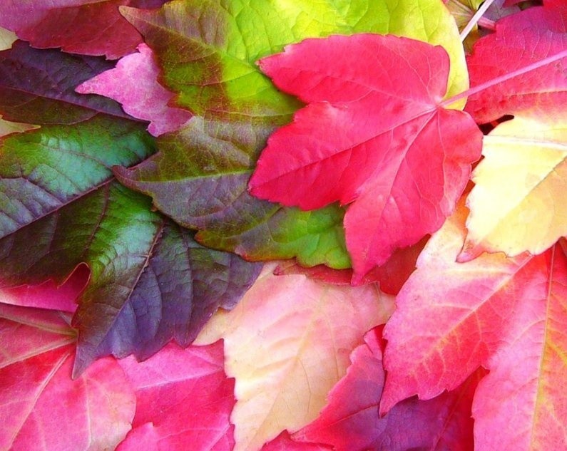 Liście winobluszczu trójkapowego jesienią przebarwiają się...