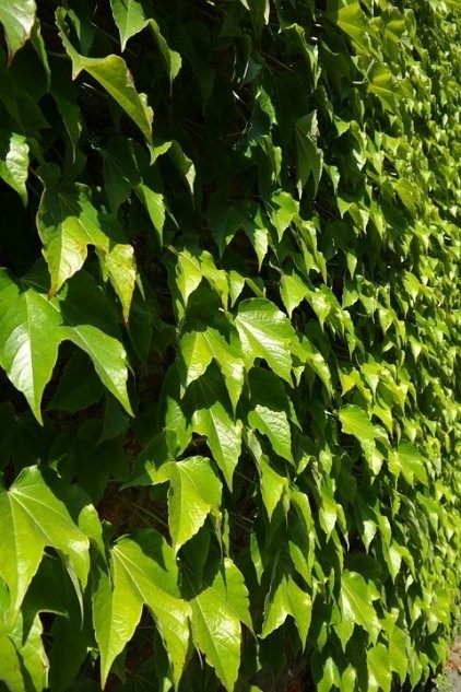 Latem winobluszcz trójklapowy może tworzyć zieloną ścianę.