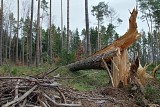 Uwaga na silny wiatr w Lubuskiem. Instytut Meteorologii i Gospodarki Wodnej wydał ostrzeżenie dla naszego województwa