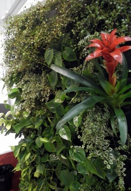 Zielona ściana może się składać z roślin różnych gatunków,...