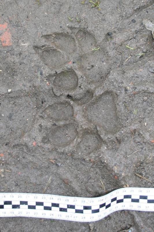 Dziki kot, który od ponad tygodnia grasuje na Opolszczyźnie, znów dał o sobie znać. Kilka godzin temu zwierzę upolowało sarnę w Kórnicy koło Kędzierzyna-Koźla. Wojciech Plewka, łowczy wojewódzki, ostrzegał, że zwierzak już od kilka dni mógł nic nie jeść, przez co może być bardzo niebezpieczny. Na miejscu są już myśliwi i policja - przygotowywana jest kolejna obława na drapieżnika. Poszukiwania dzikiego kota, w której bierze udział blisko 100 osób, trwają od czwartku.