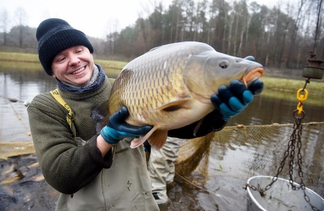 Wicedyrektor Gospodarstwa Rybackiego Zbąszyń Rafał Wanat z karpiem królewskim.