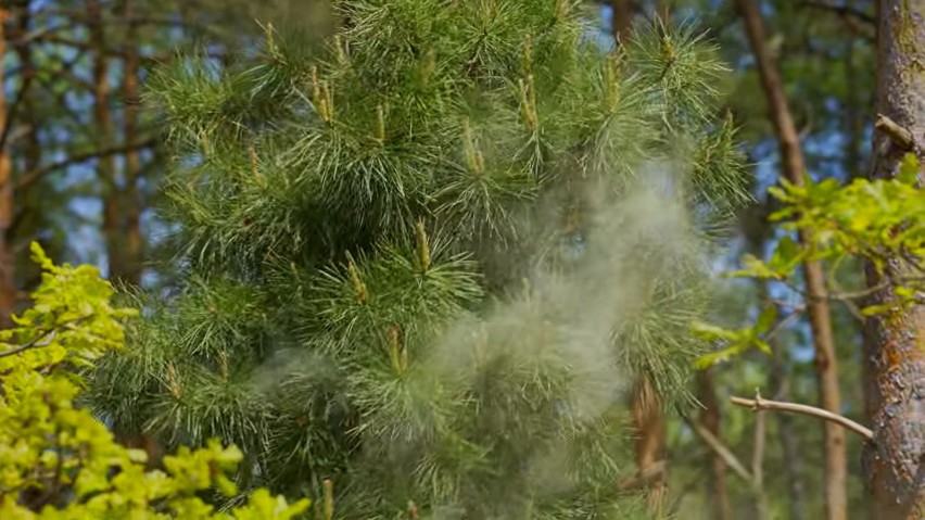 Pyłek sosnowy wykorzystywany jest w medycynie naturalnej -...
