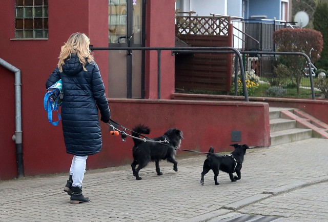 Półgodzinny spacer z psem kosztuje 30 zł, godzinny - dwa razy tyle