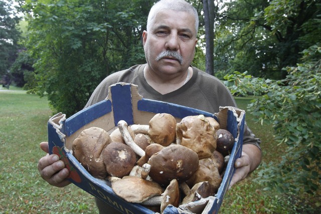 Grzegorz Leszczyński w lasach w okolicy Rawy Mazowieckiej nazbierał  w  sumie ok. 2 kilogramów grzybów.
