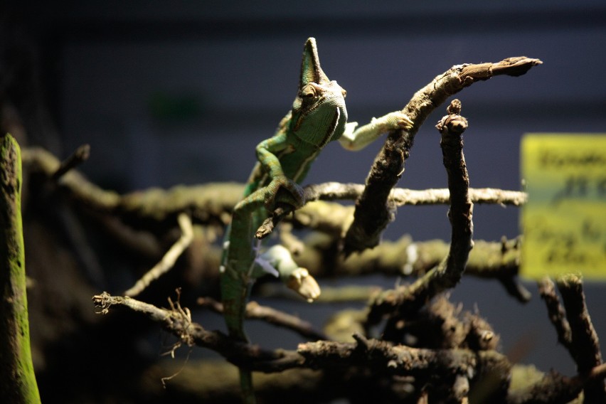 Nowy pawilon w opolskim zoo został odbudowany po pożarze.