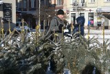 "Energetyczne drzewko" w Kielcach. Mieszkańcy brali udział w quizie i odbierali choinki. Zobacz film 