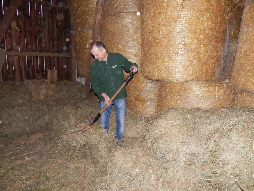 Pij mleko, będziesz wielki! Ale końskie mleko......