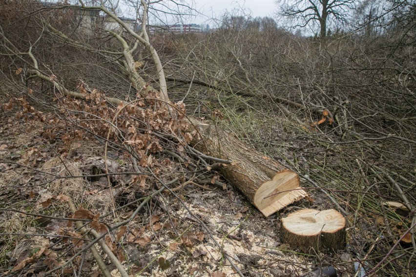 Wycinka w Małopolsce sięgnęła lasów, władze straciły...