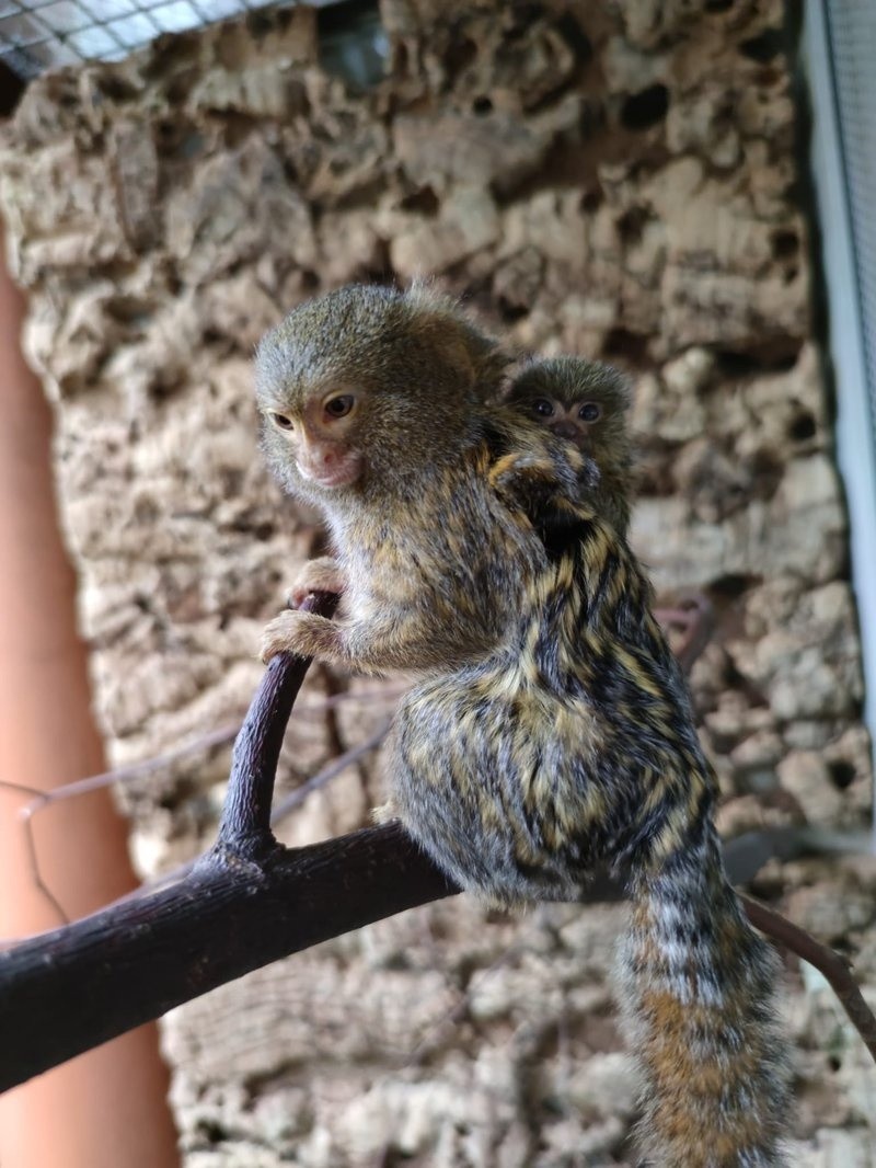 W chorzowskim zoo urodziła się najmniejsza małpa świata!...