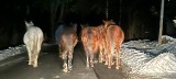 Siedem koni biegło drogą wojewódzką nr 965 koło Bochni. Zwierzęta uciekły z zagrody 