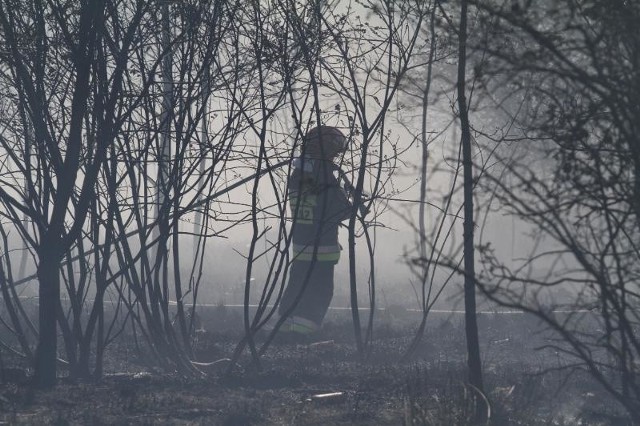 Nieznany sprawca podkłada ogień w trzech, czterech, powtarzających się lokalizacjach. Choć miejsce patrolują służby, sprawcy pożarów nie udało się złapać/zdjęcie ilustracyjne