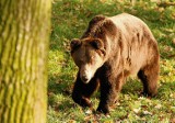 Tatry: Uwaga, niedźwiedzie! Zwłaszcza na Słowacji