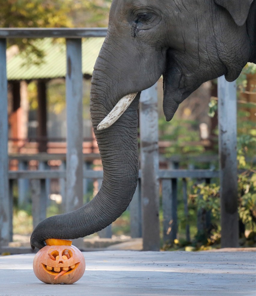 Halloween to nie tylko święto duchów. W ostatnią noc...