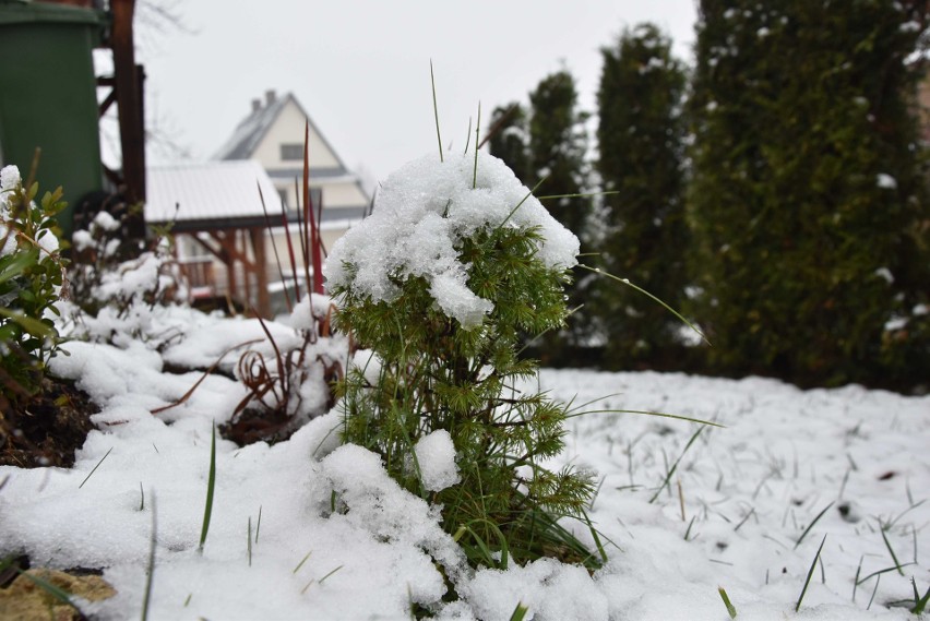 Śnieg w Zakopanem. Święto Niepodległości na biało [ZDJĘCIA] 11 11