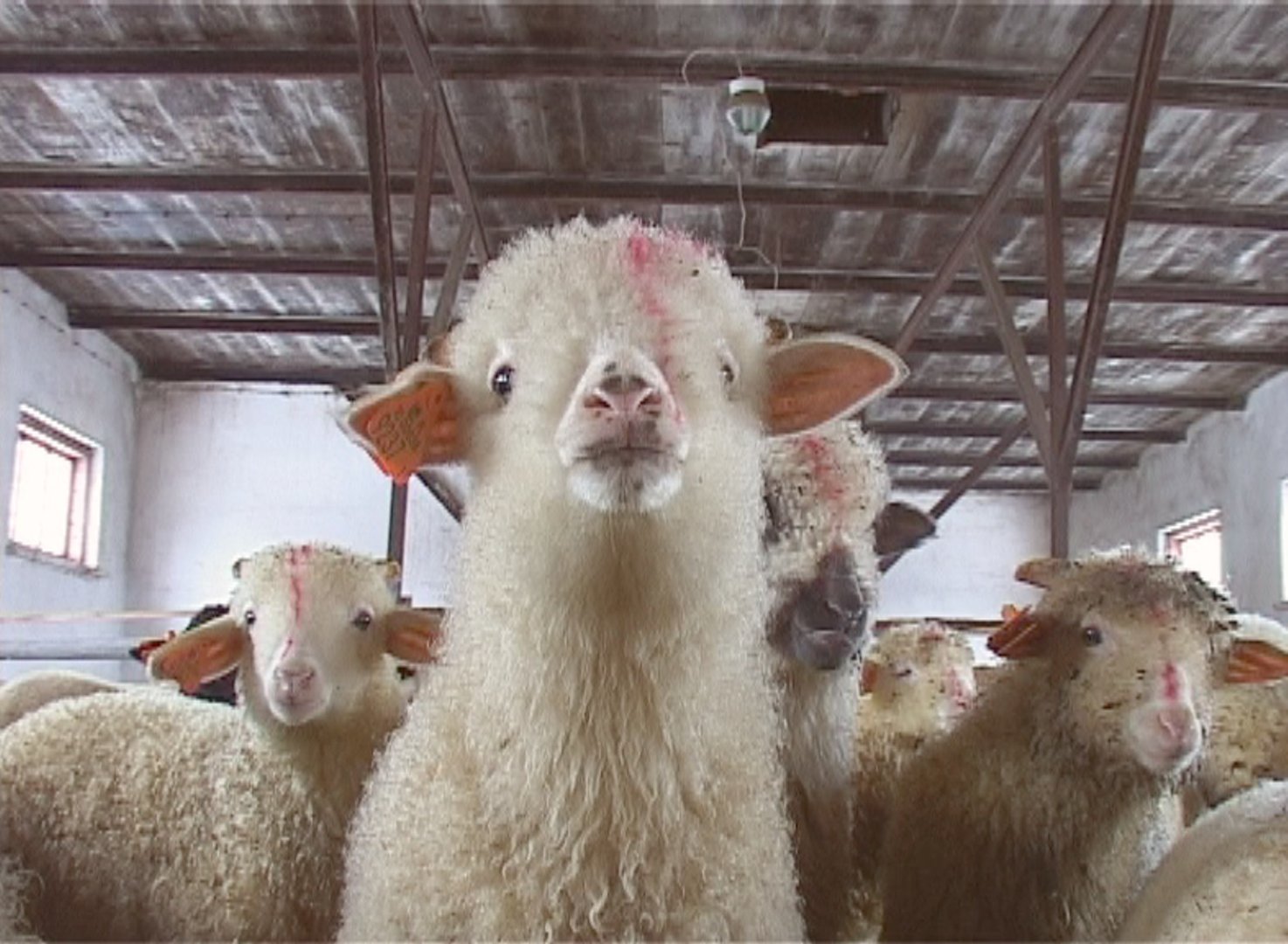 Hodowca owiec z Podhala: Obrońcy zwierząt chcą nas zniszczyć [WYWIAD] |  Gazeta Krakowska