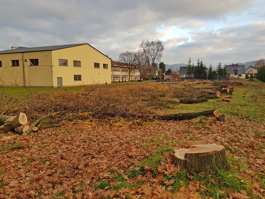 Mszana Dolna. Wycięto 27 drzew: kwestia bezpieczeństwa uczniów