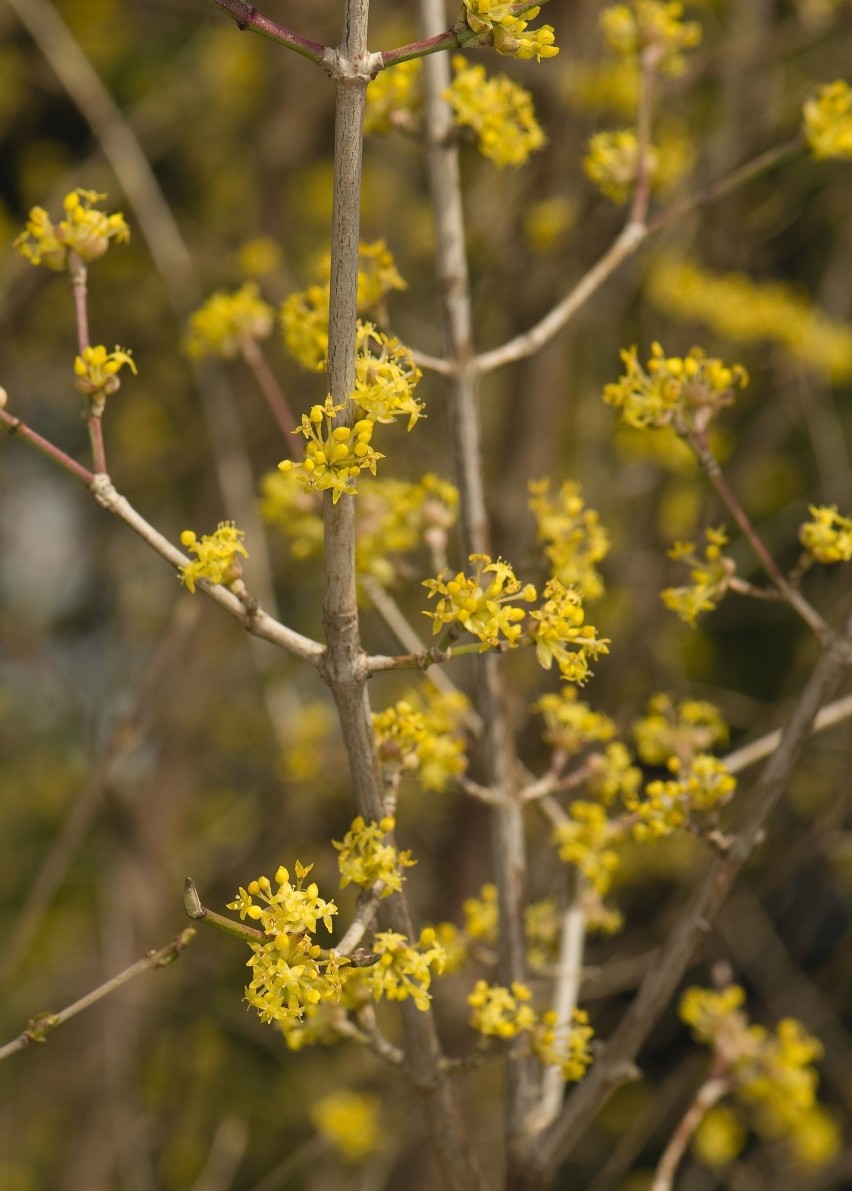 Dereń jadalny (Cornus mas)...