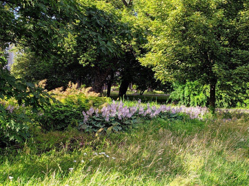 Park Narutowicza w Częstochowie. Przecięła go kiedyś...