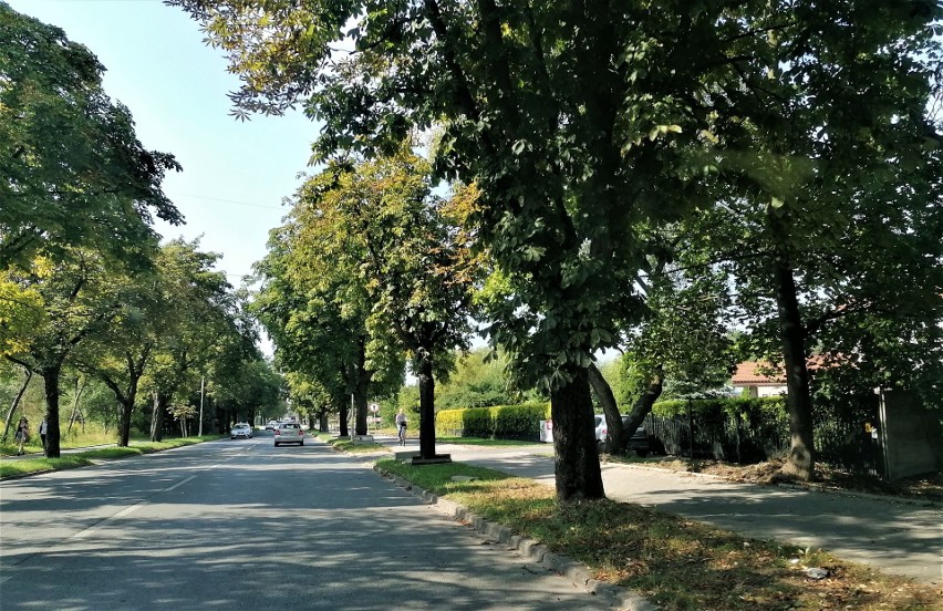 Wzdłuż ulicy Grota Roweckiego w Pabianicach budują drogę rowerową ZDJĘCIA