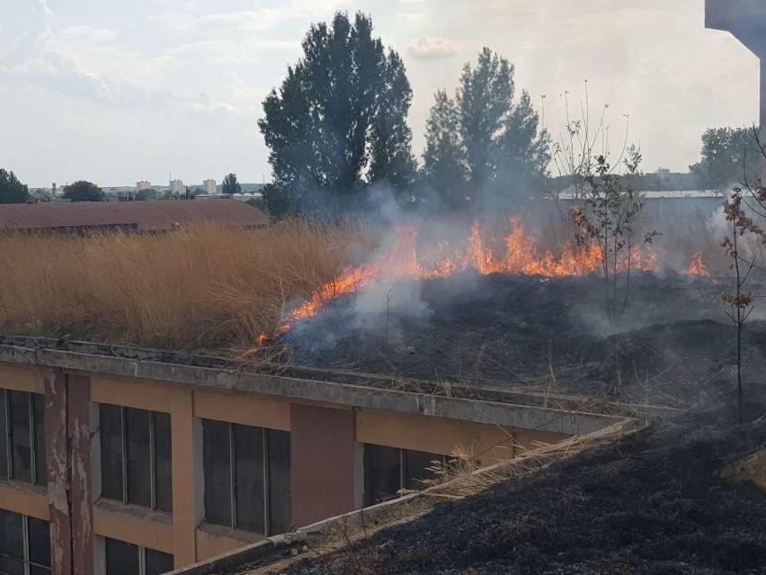 Pożar na dachu bydynku dawnych zakładów metalowych w Radomiu. Paliła się trwa i zarośla na dachu