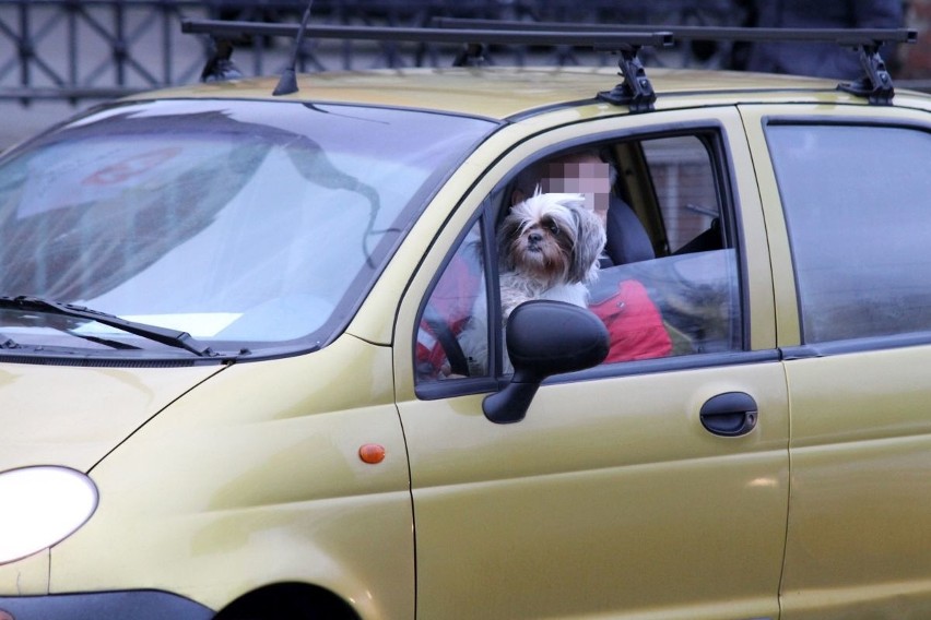 Pies podróżujący na kolanach kierowcy matiza jadącego ulicą...