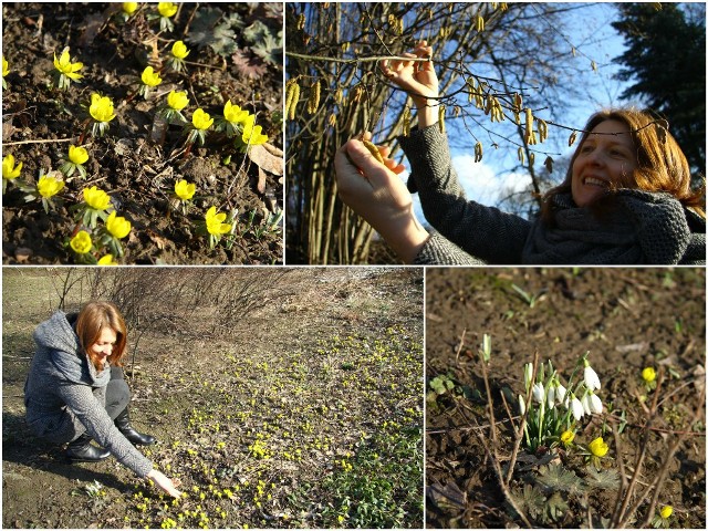 Agnieszka Dąbrowska z Ogrodu Botanicznego zauważyła, że w tym roku rośliny zaczęły kwitnąć przynajmniej o dwa tygodnie wcześniej niż w ubiegłym  
