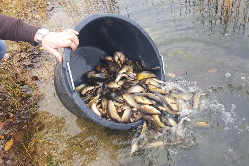 Wpuszczono 30 kilogramów szczupaka i 100 kilogramów lina.