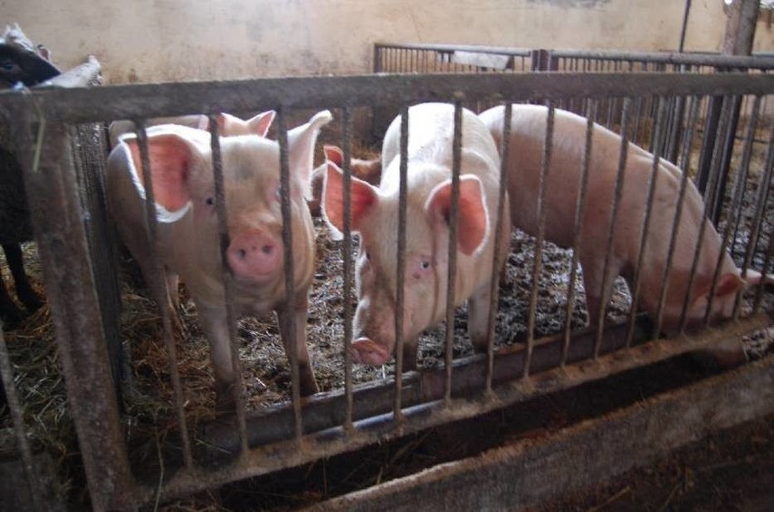 Świnie hodowane w województwie lubuskim nie pojadą na...