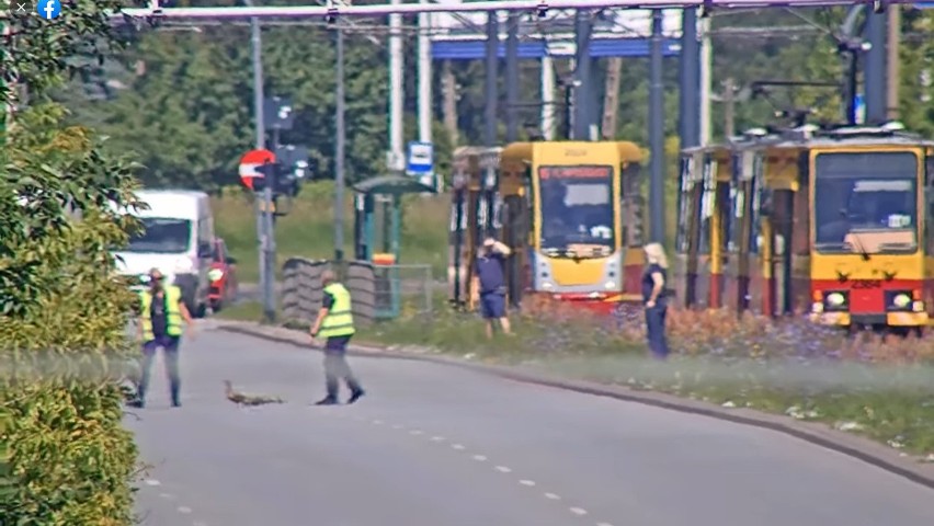 Łódzcy motorniczowie zatrzymali ruch i pomogli przejść...