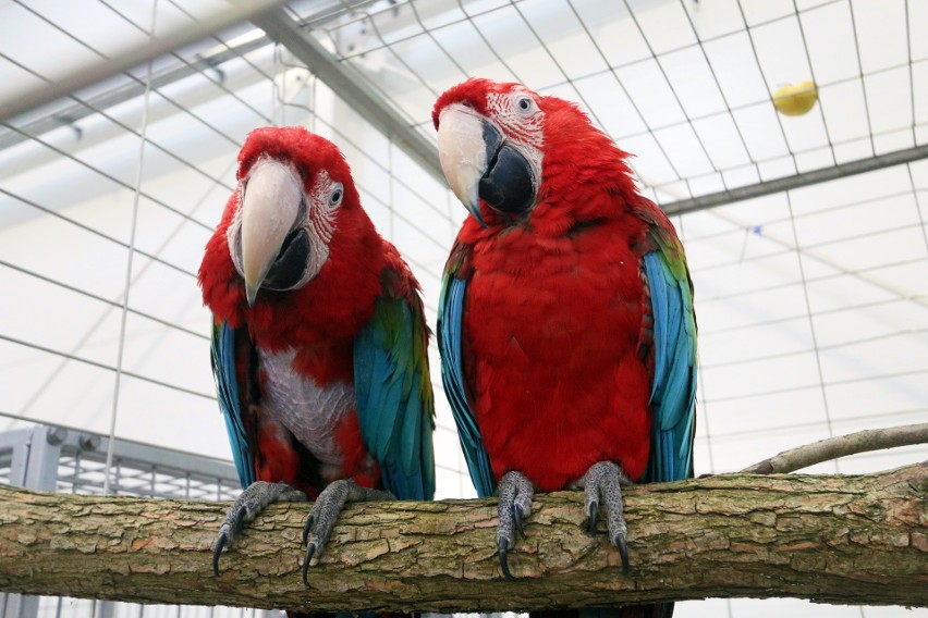 ZOOPARK. Wszystkie stworzenia małe i duże. Na wystawie w Lublinie (ZDJĘCIA, WIDEO)