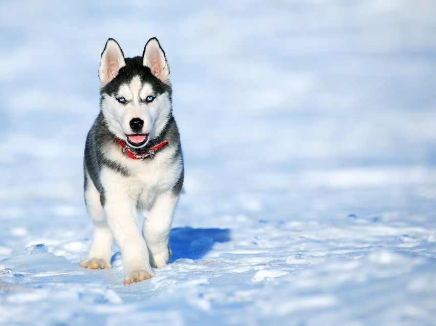 Husky są kojarzone przede wszystkim z psimi zaprzęgami....