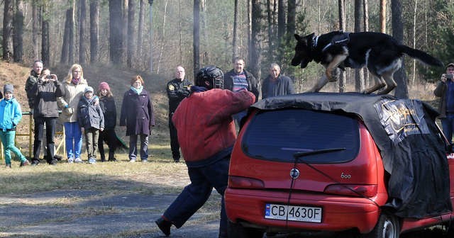 W trakcie pokazu pies wskoczył na samochód po to, by zaatakować „przestępcę”