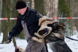 Białystok. Demon w akcji, czyli szkolenie policyjnych psów służbowych