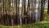 Za dużo deszczu. Rolników martwią zalane pola                                                                                  