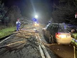 Wypadek w gminie Bledzew. Auto wjechało w leżące na drodze drzewo. Jedna osoba została poszkodowana