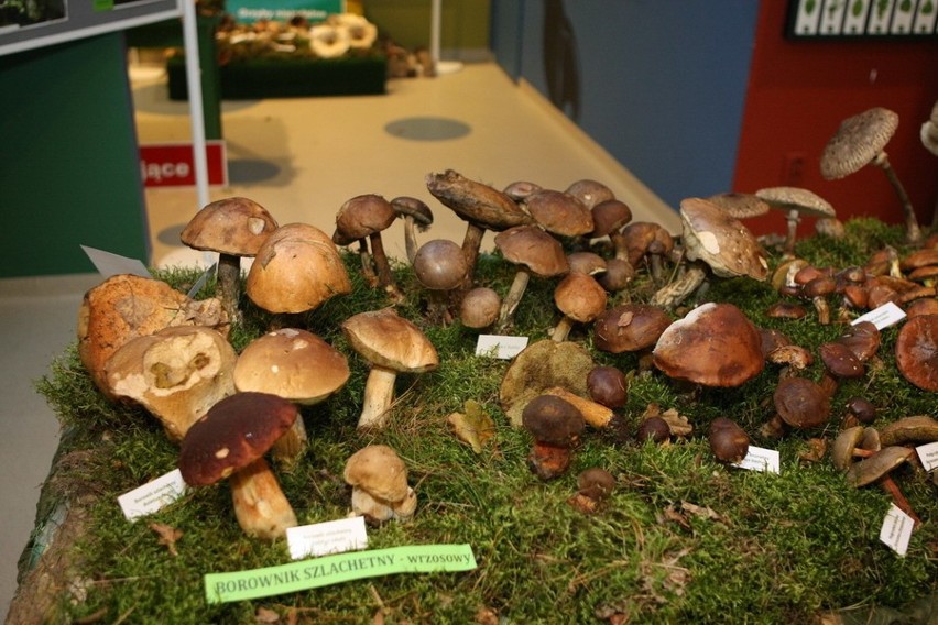 Wystawa grzybów w starostwie
Wystawa grzybów w starostwie
