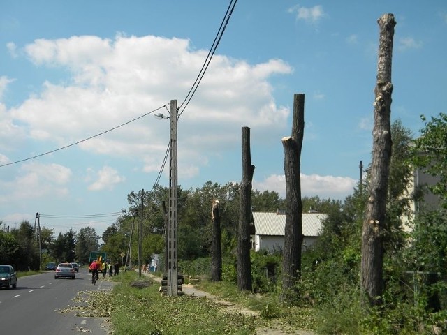 Przy ulicy Sienkiewicza wycinane są drzewa, które zagrażają bezpieczeństwu drogowemu
