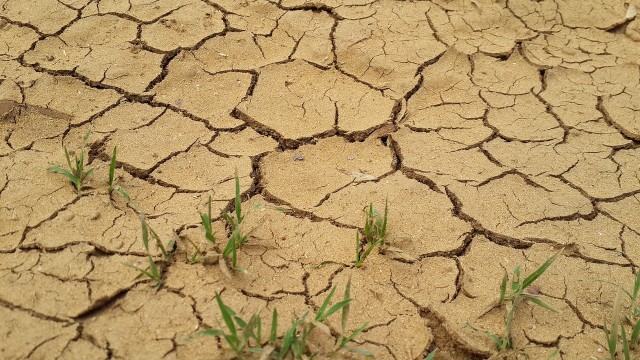 Jak radzić sobie z suszą? Zastanawiają się nad tych rolnicy, którzy w ostatnich latach liczyli straty spowodowane właśnie brakiem lu niedostatkiem opadów.