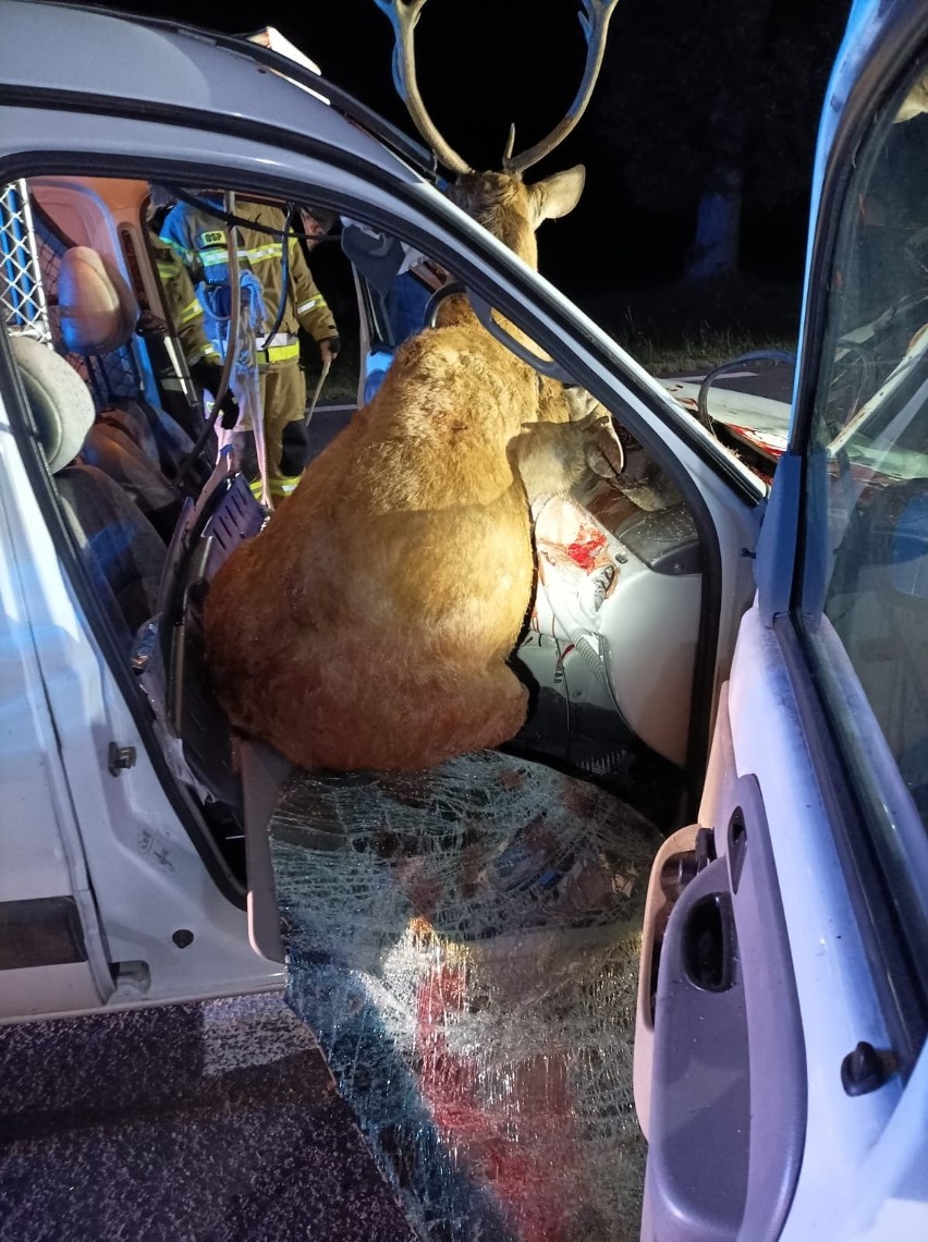 Wypadek z jeleniem w Nowym Szelkowie na drodze krajowej nr 61. Zwierzę wpadło do środka auta. 14.10.2022. Zdjęcia