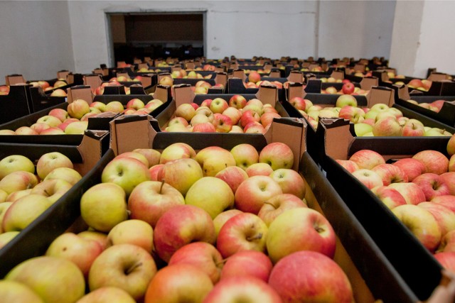 Produkcja jabłek ma wzrosnąć, ale ich spożycie maleje