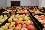 Wzrośnie produkcja jabłek w UE, a najbardziej w Polsce