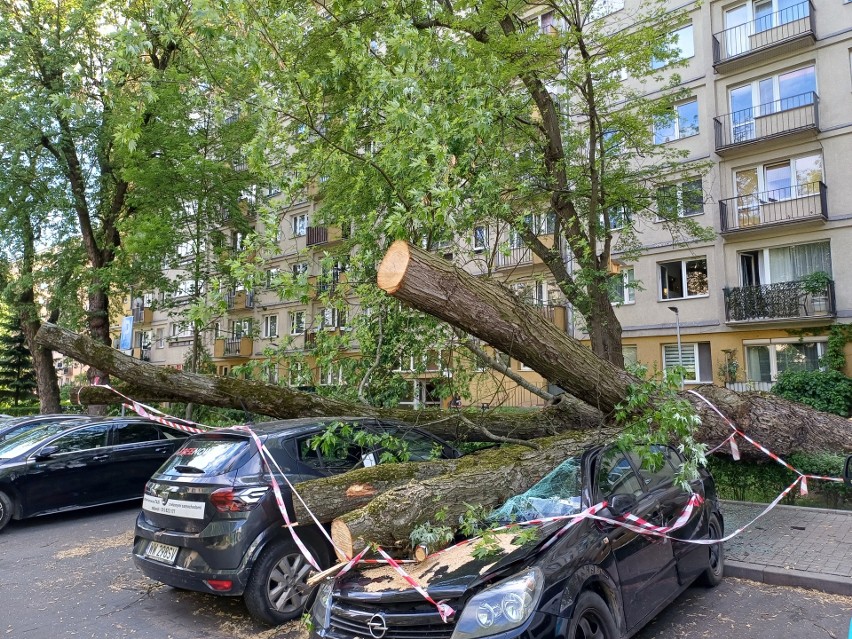 Powalone drzewo przy ul. Racławickiej w Krakowie
