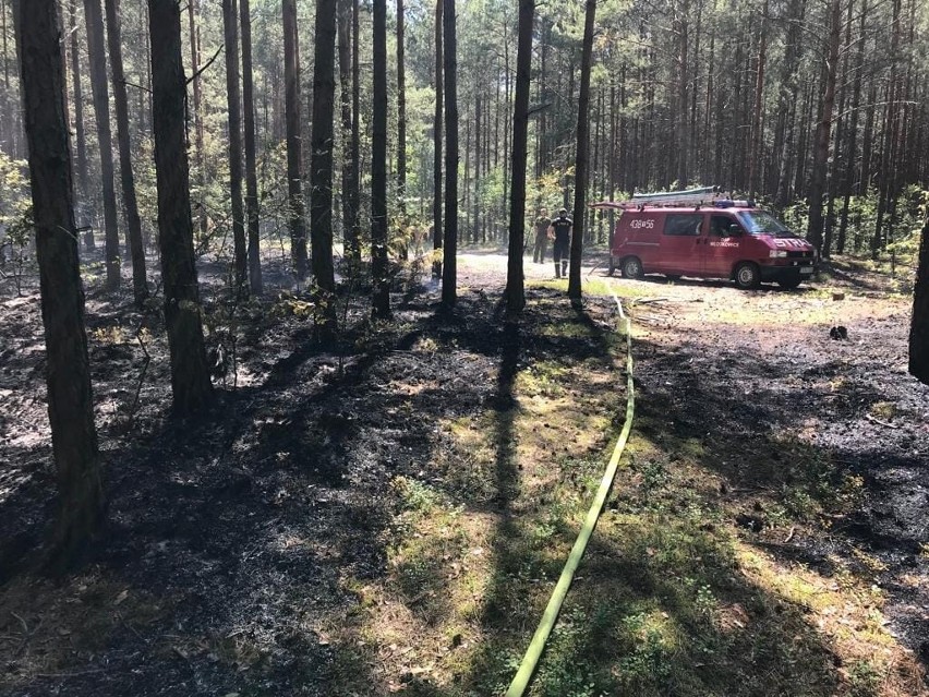 Plaga pożarów lasów w powiecie koneckim. W akcji wiele strażackich zastępów i samoloty 