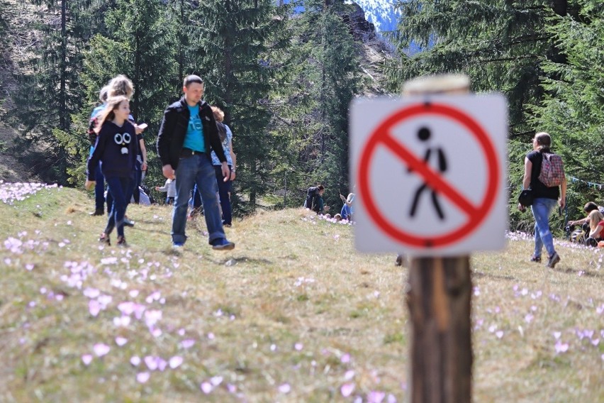 "Nigdy więcej na krokusy do Doliny Chochołowskiej". Polacy dali popis kultury