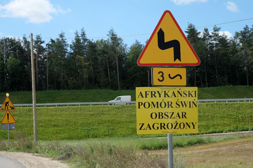 Afrykański pomór świń został stwierdzony w Polsce po raz...