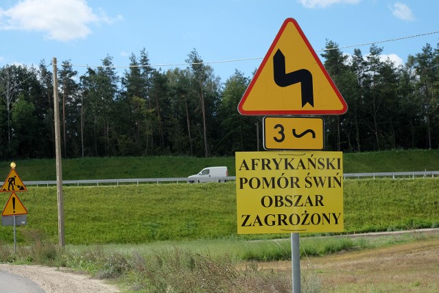 Afrykański pomór świń został stwierdzony w Polsce po raz pierwszy w historii w lutym 2014 r.