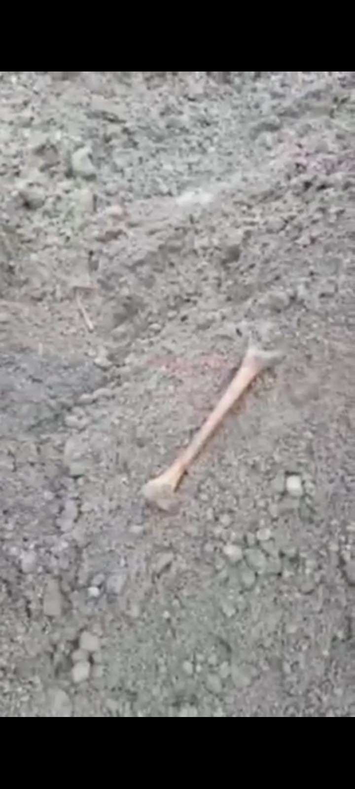 Powiat puławski. Ludzkie kości na placu budowy przy szkole w Wąwolnicy