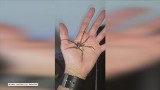 Czy można udomowić jadowitego pająka? [WIDEO]